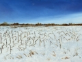 Img4557  2 